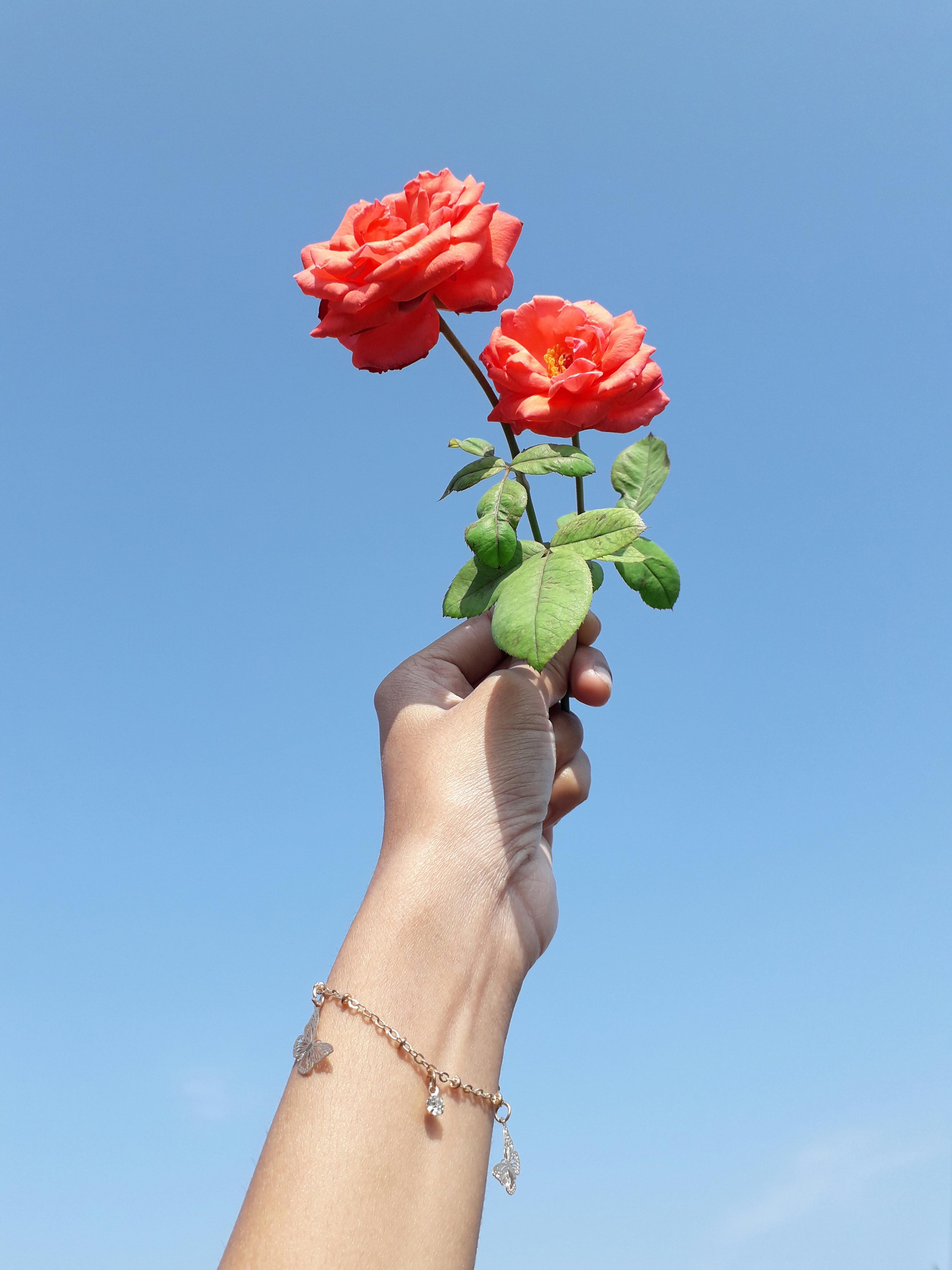 Personne Tenant Une Rose Blanche Et Rose · Photo gratuite