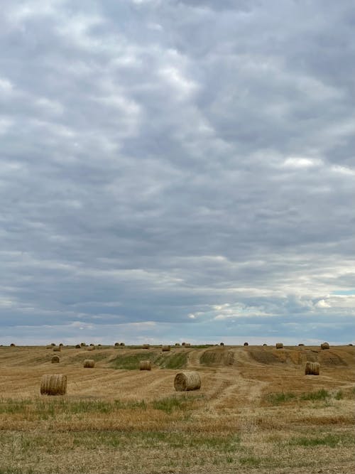 Hay Bales in Field