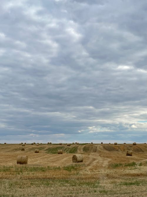 Imagine de stoc gratuită din baloturi, câmp, fân