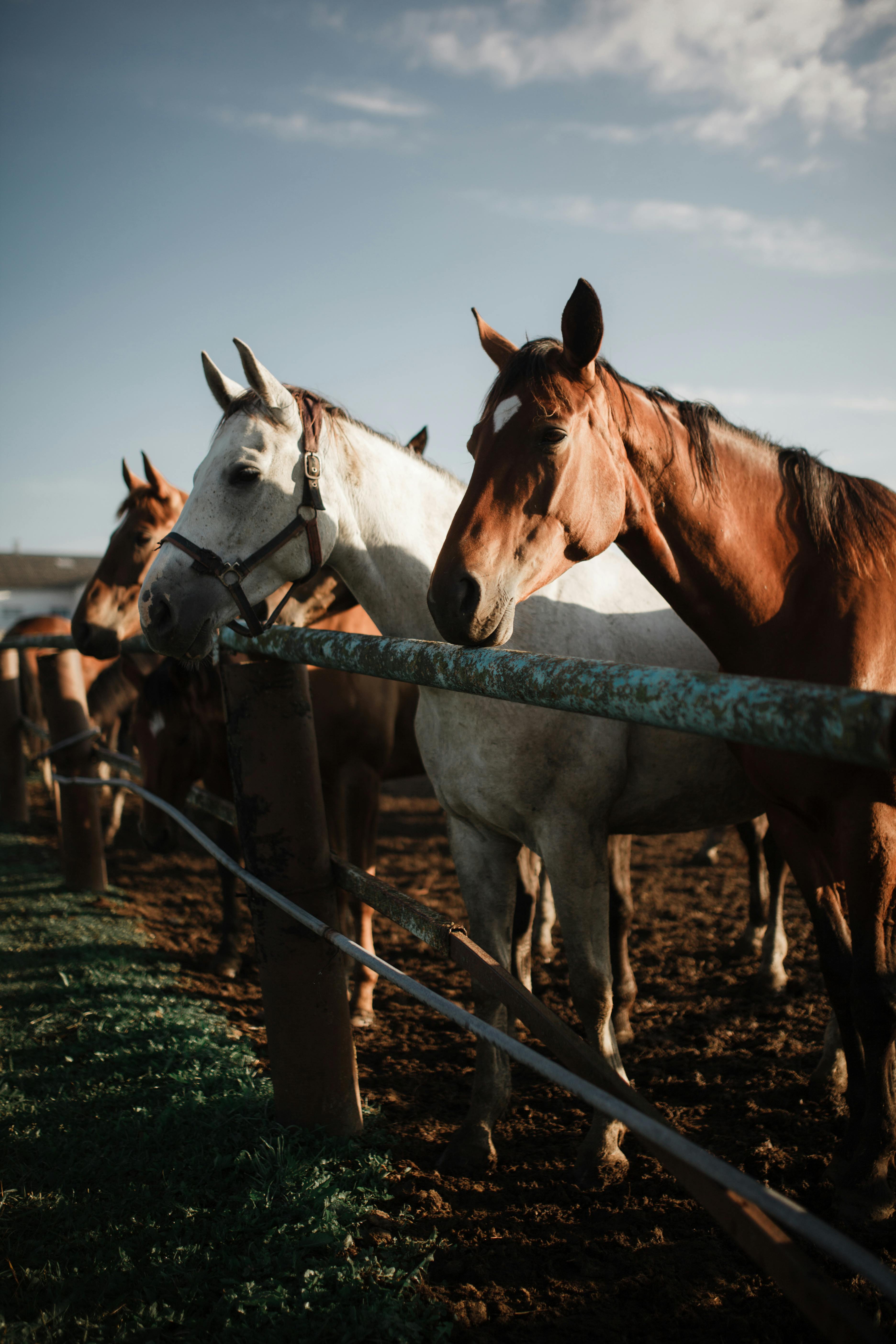 A lineup of horses enjoying the day by a farm fence in Texas City, capturing rural life.