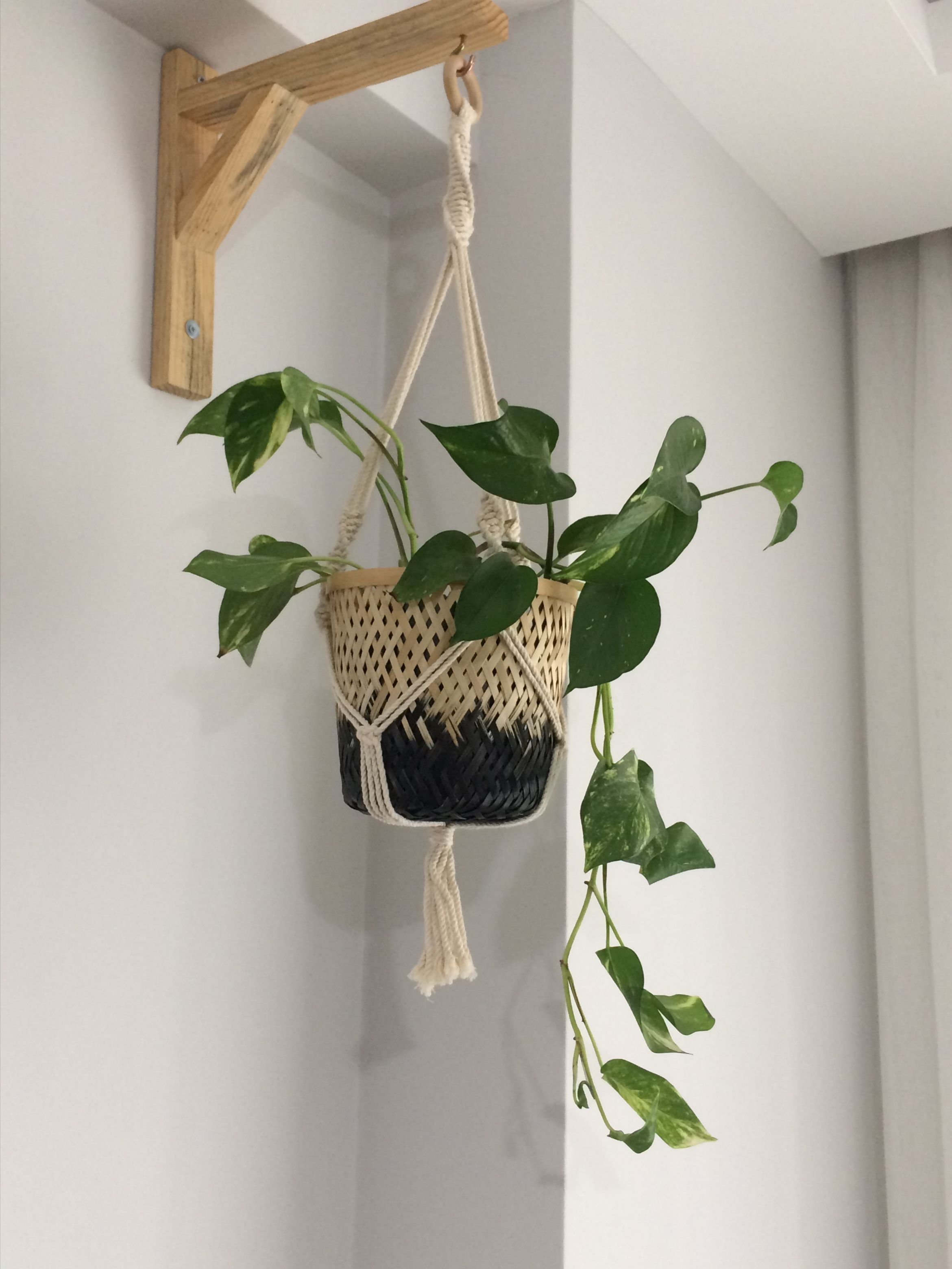 Indoor hanging plants in a bright room