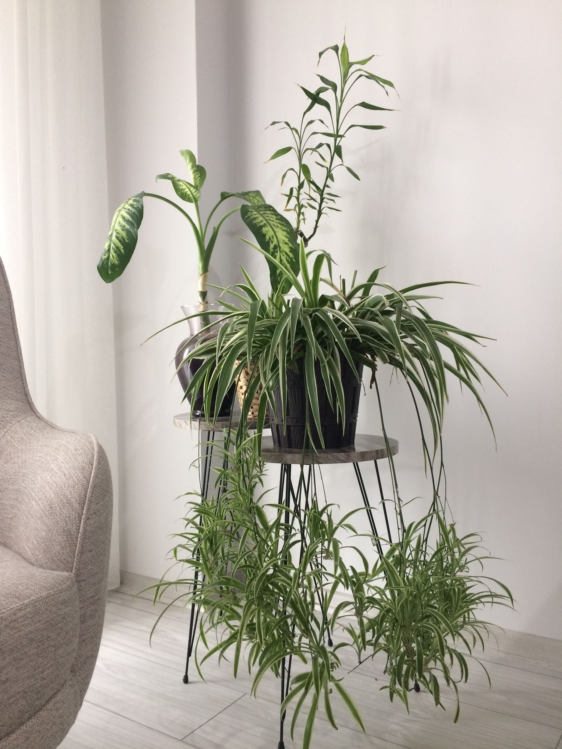 6. Greenery Can Make a Room Feel Calmer 6. Greenery Can Make a Room Feel Calmer