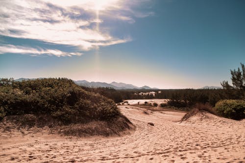 Natureza na praia com céu azul