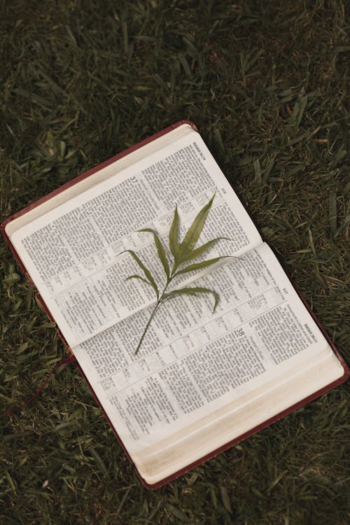 Bible on Green Grass