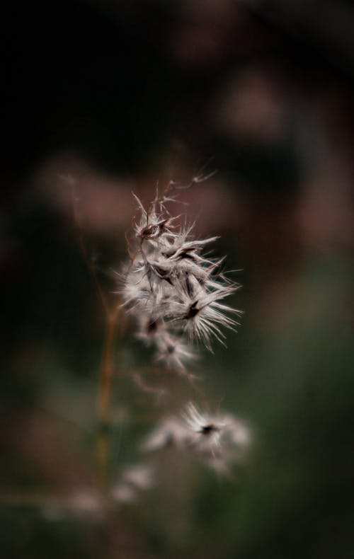 Foto d'estoc gratuïta de dent de lleó, flor, natura