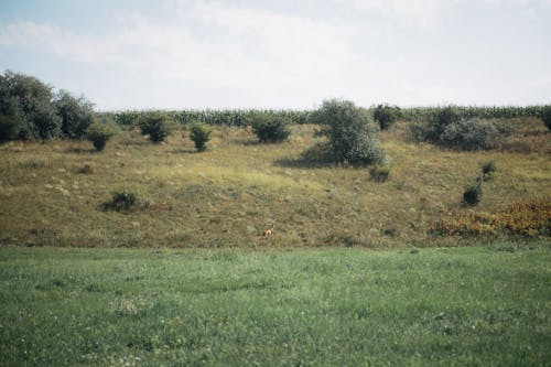 Countryside Green Fields
