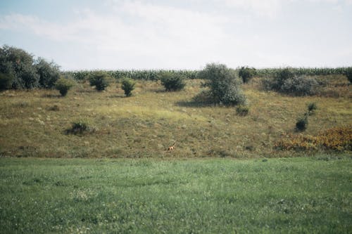 Gratis lagerfoto af bakker, bane, dagslys