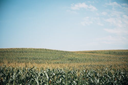 Gratis lagerfoto af afgrøde, agerjord, blå himmel
