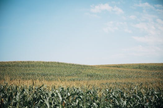 Expansive corn field with clear blue sky and gentle hills in rural countryside.