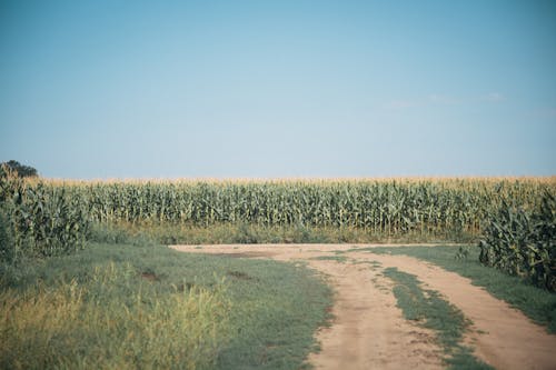 Foto d'estoc gratuïta de agricultura, camí de carro, camp de blat de moro