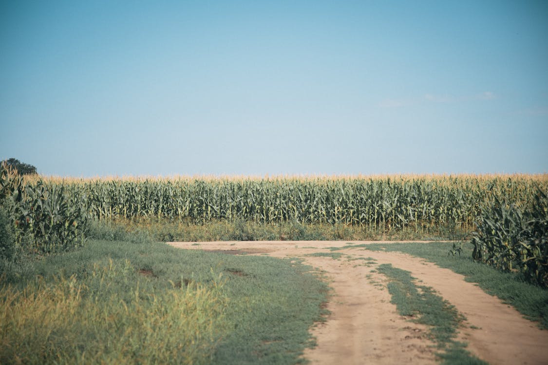 Foto d'estoc gratuïta de agricultura, camí de carro, camp de blat de moro