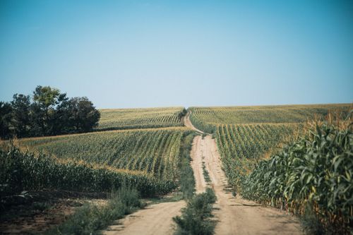 Free A picturesque dirt road cuts through a vast cornfield under a bright blue sky. Stock Photo