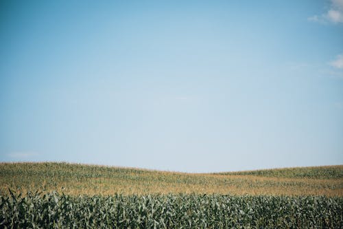 Corn Field Under clear Blue Sky