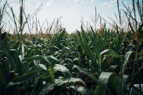 Man Wearing Sunglasses in Corn Field