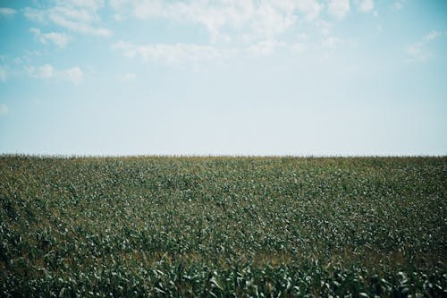 Corn Field Under Blue Sky and White Clouds