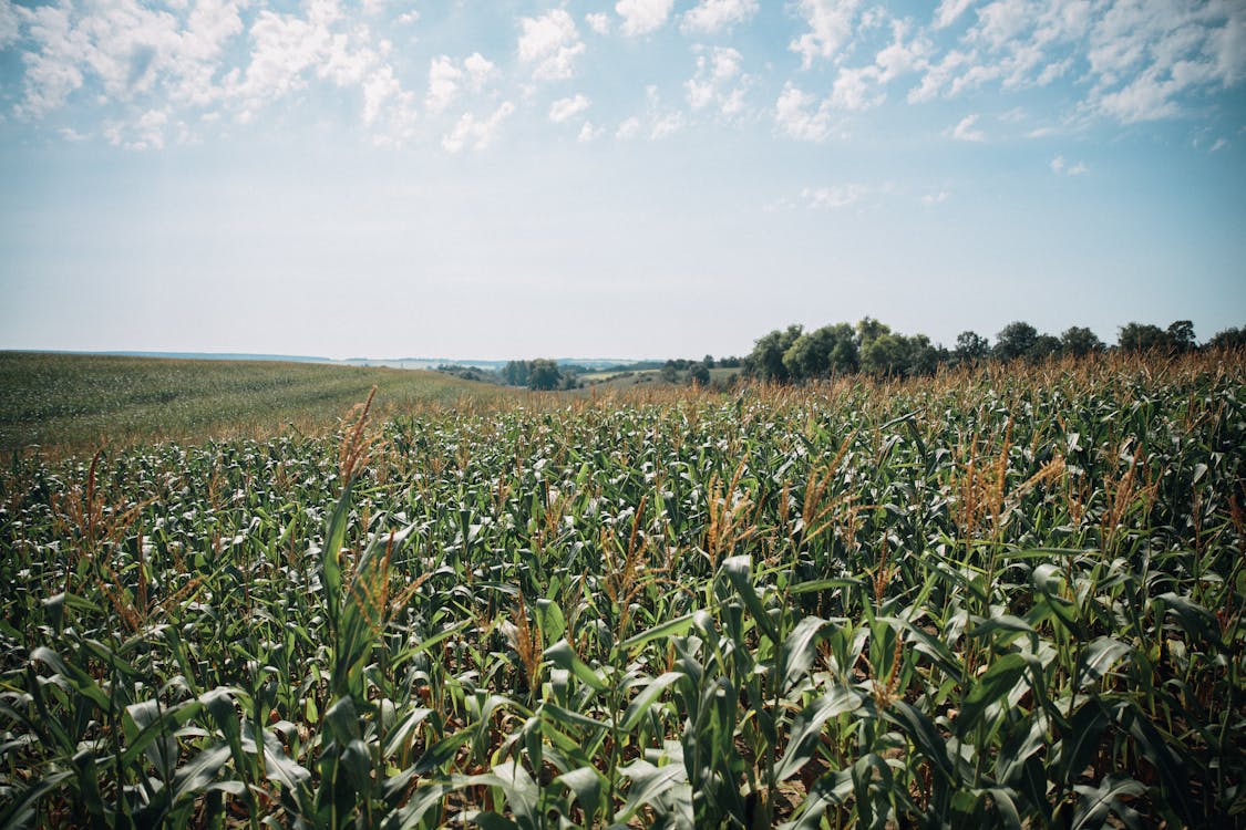 Fotos de stock gratuitas de agricultura, campo, campo de maíz