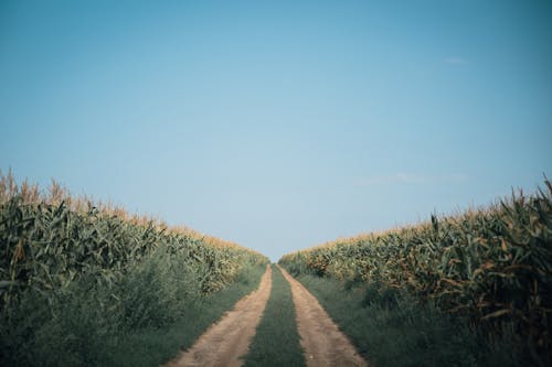 Immagine gratuita di agricoltura, campi, cielo sereno