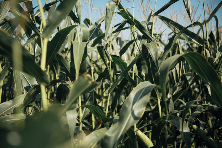 Corn Plants And Green Leaves