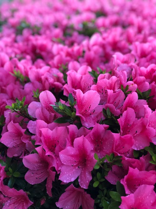 Close-up of Beatiful Purple Azalea Flowers
