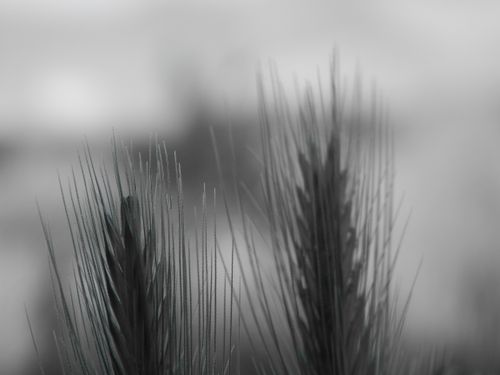 Free Artistic close-up of pine needles with a cool, monochromatic palette. Stock Photo