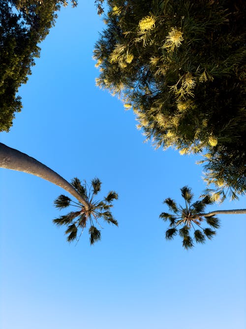 Imagine de stoc gratuită din arbori, copaci înalți, fotografie cu unghi mic