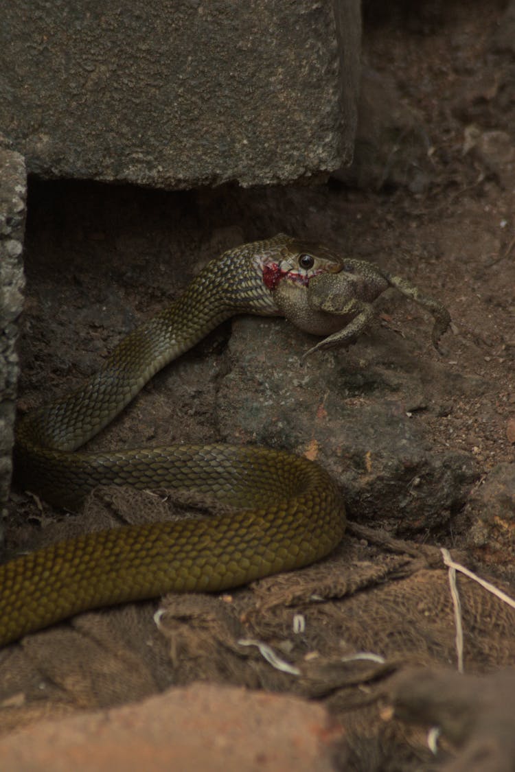 Snake Eating Frog