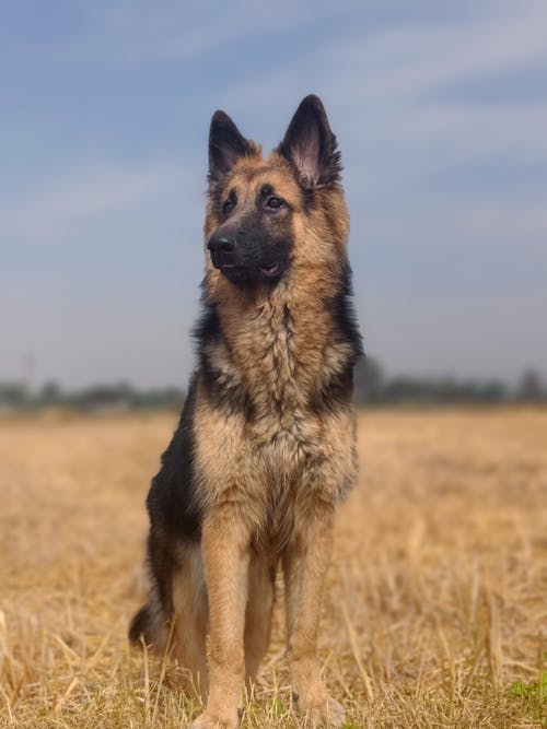 Kostenloses Stock Foto zu 4k, canidae, canis