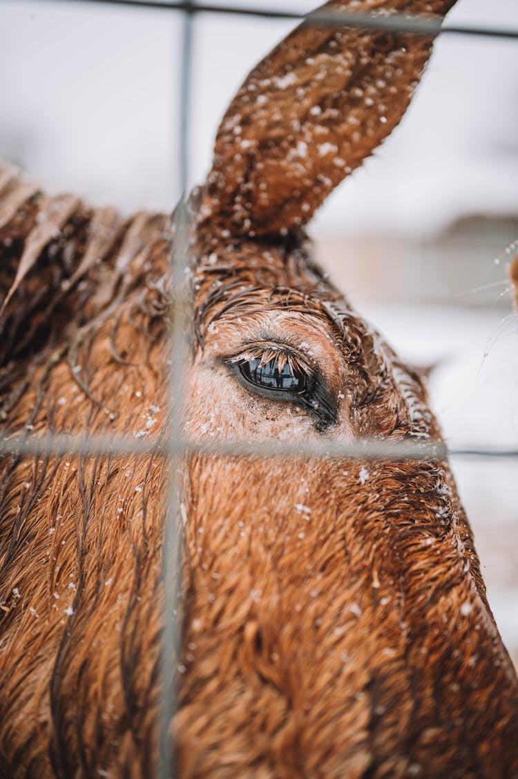 A Brown Horse's Eye