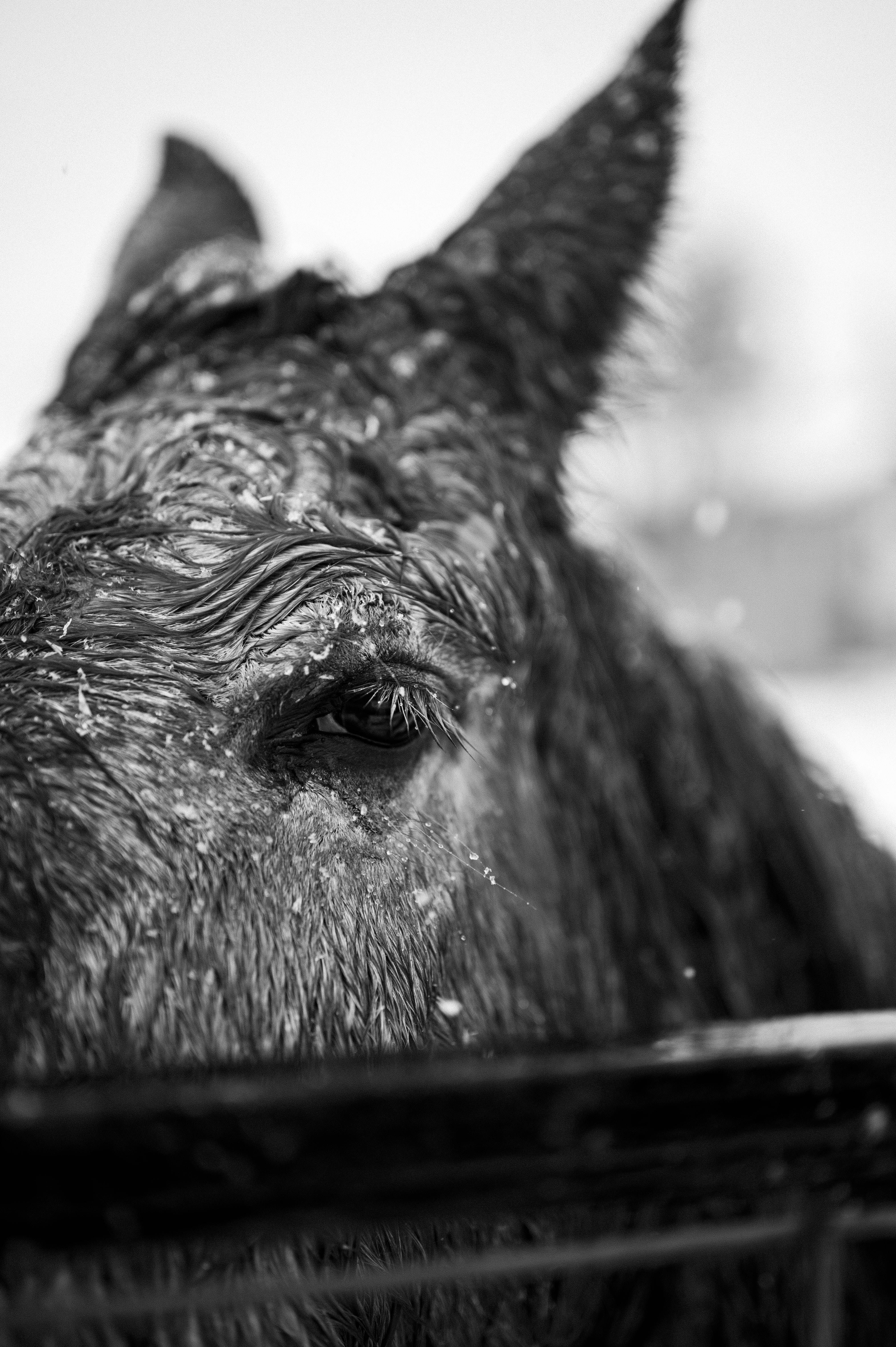 Captivating black and white close-up of a horse in the snow, showcasing striking details.