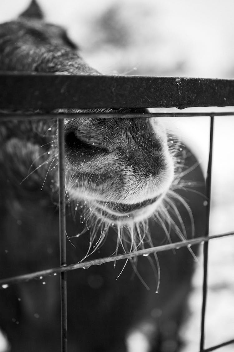 Close Up Of Horse Mouth