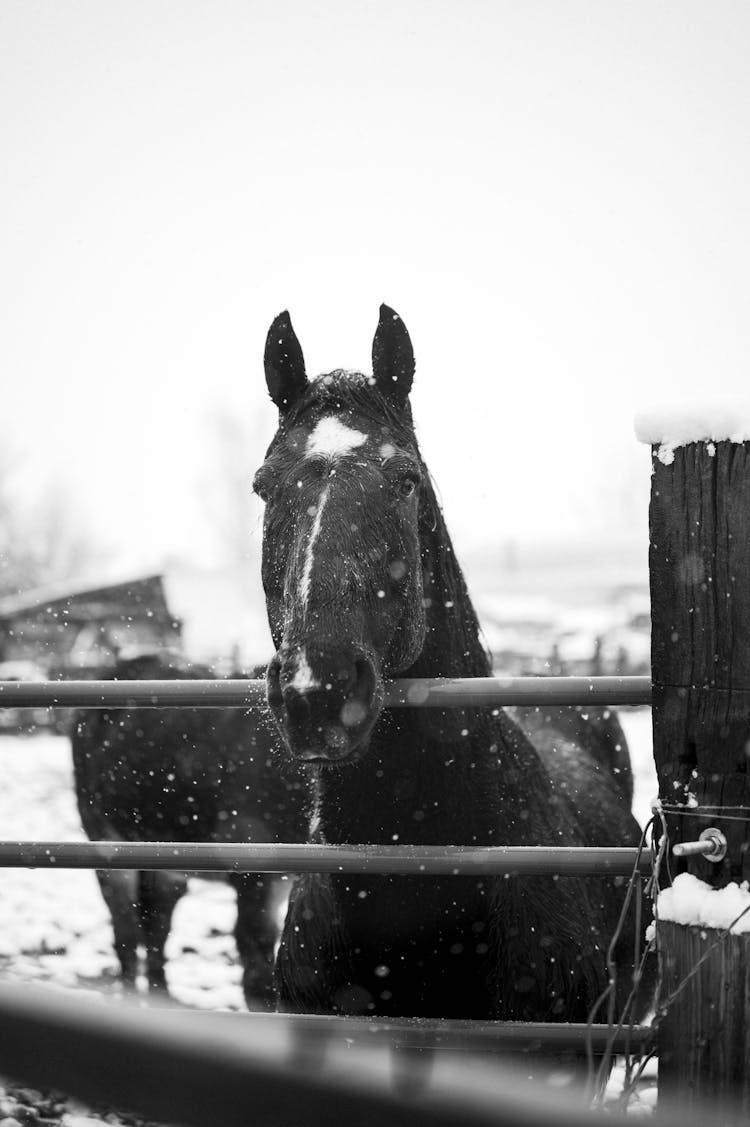 Horse Behind A Fence On A Farm In Winter 