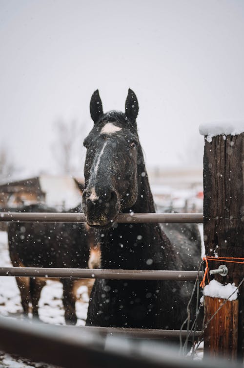 Fotos de stock gratuitas de animales, caballo, cerca