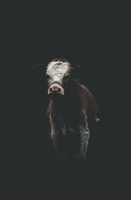 Free stock photo of brown cow, dark background