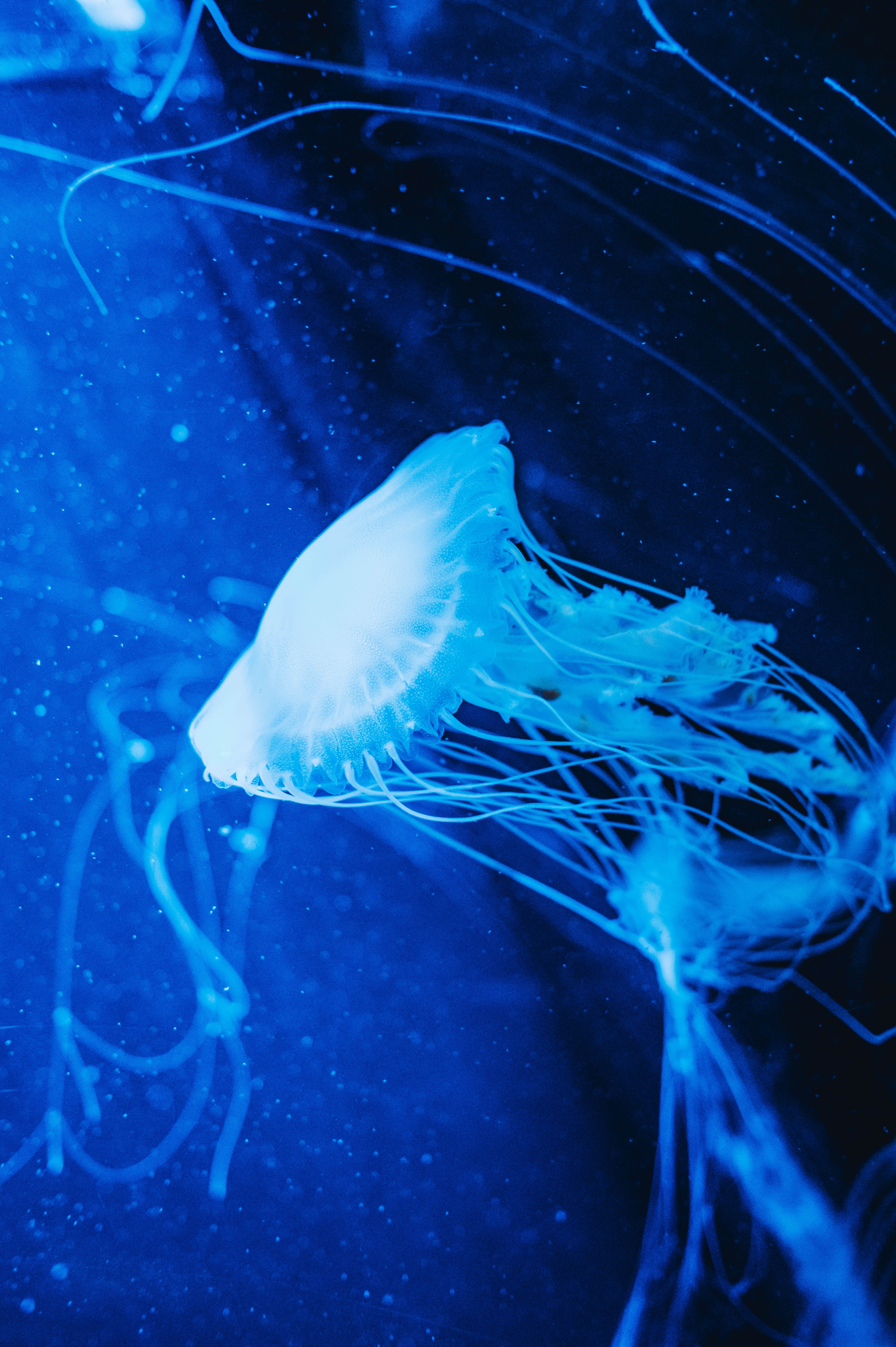Luminescent blue jellyfish in the deep sea