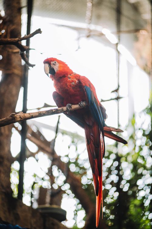 Free Vivid scarlet macaw perched on a branch in a naturalistic setting. Stock Photo