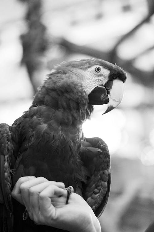 Monochrome Photo of Macaw Bird