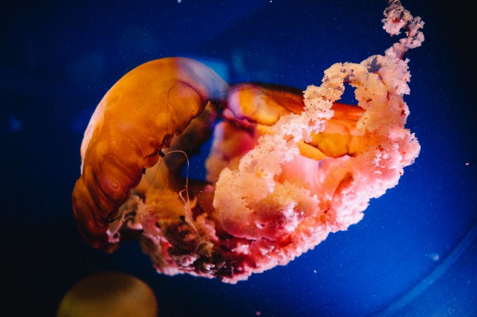 Stunning close-up of a colorful orange jellyfish swimming in deep blue water.