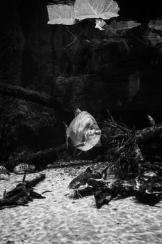 Black and white image of fish swimming in an aquarium, showcasing underwater life.
