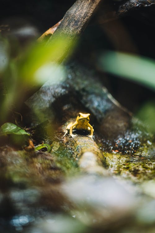 Tiny Frog Sitting on Tree Log