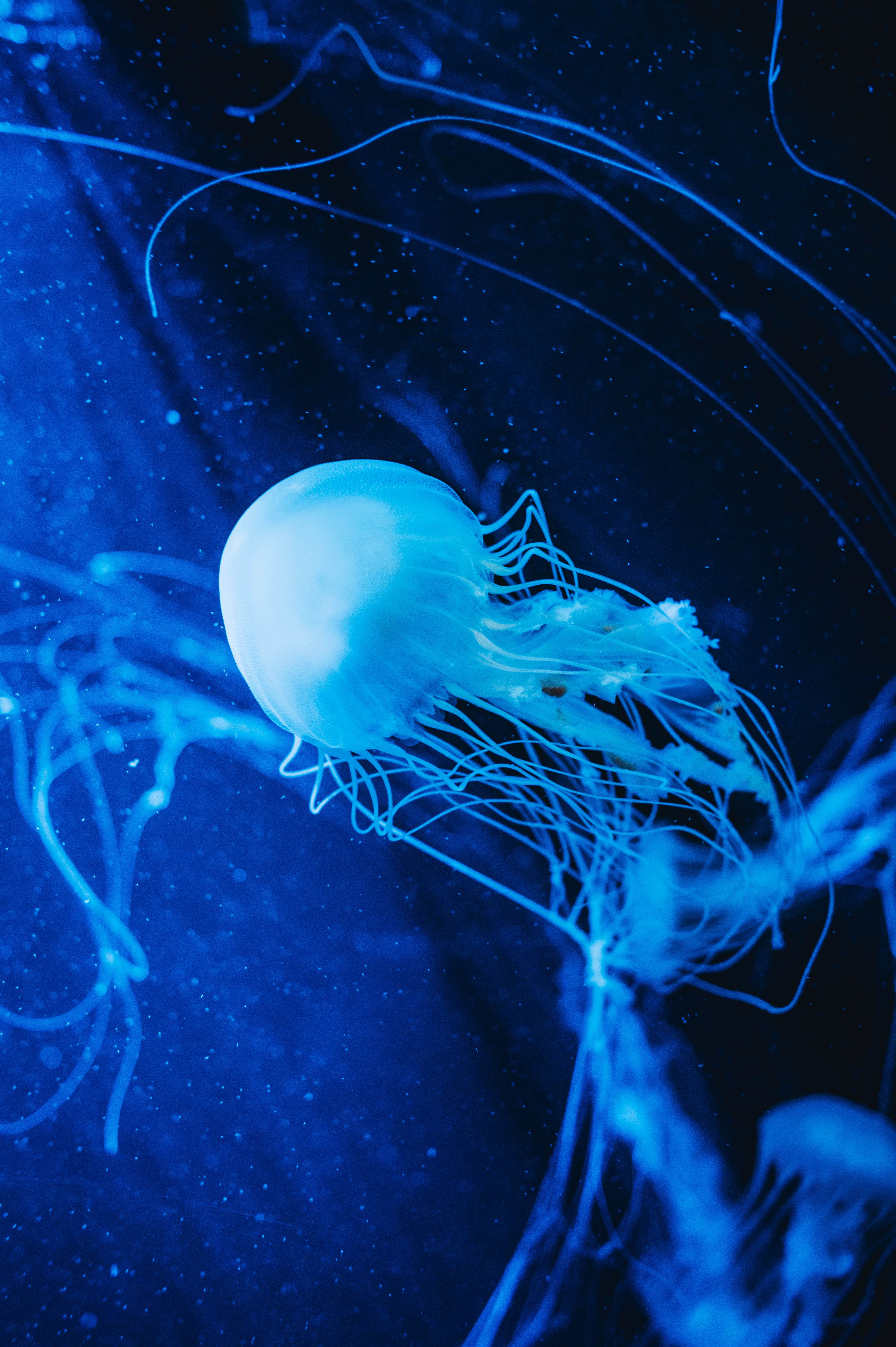 A stunning underwater shot of a blue jellyfish swimming gracefully with long tentacles.