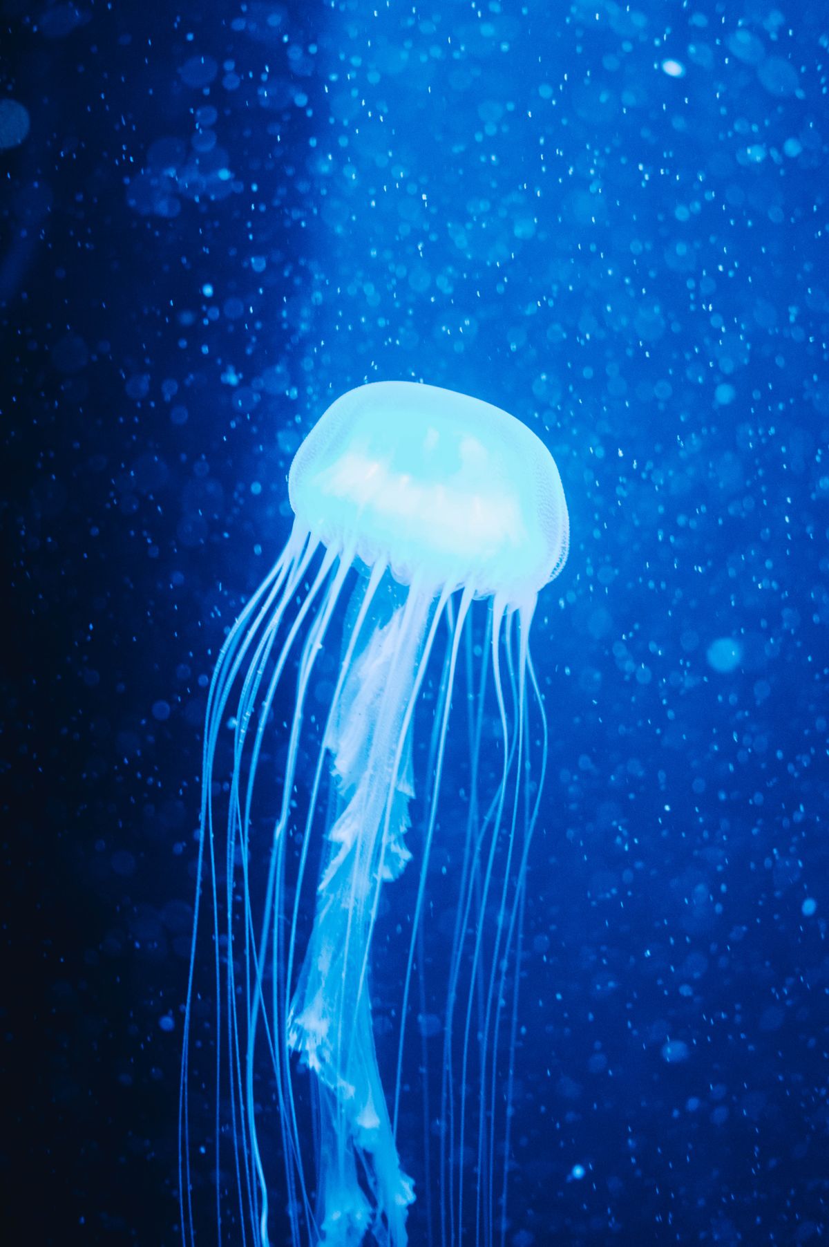 A mesmerizing shot of a glowing blue jellyfish floating gracefully underwater.