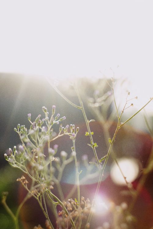 Free Beautiful wildflowers in sunlight, captured in Breves, Brazil, creating a serene nature scene. Stock Photo
