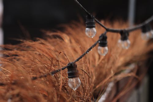 Foto profissional grátis de cordão de lâmpadas, gotas de chuva, grama marrom