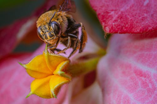 Gratis arkivbilde med bie, blomst, flora