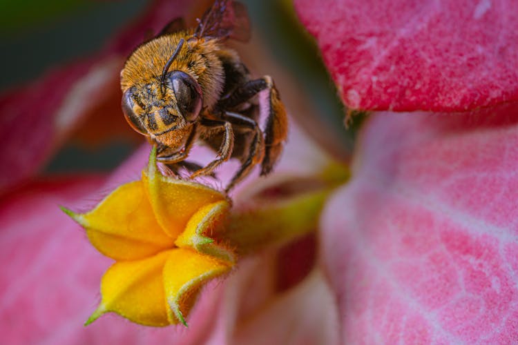 Close Up Photo Of Bee Perched On Flower