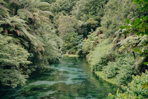 River in the Middle of Forest