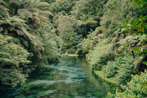Free A calm river flowing through a dense green forest, showcasing natural beauty. Stock Photo