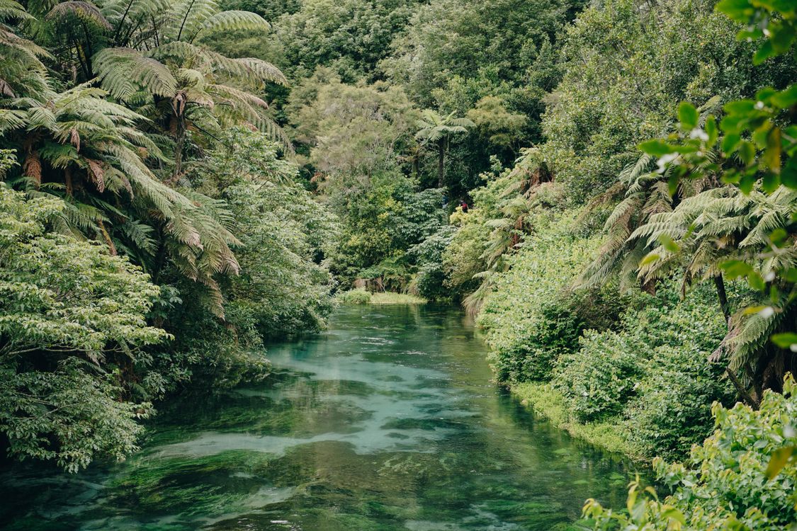 River in the Middle of Forest · Free Stock Photo