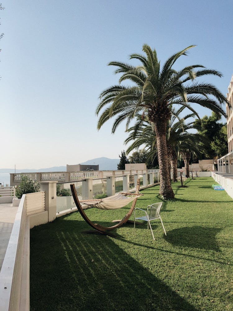 Green Palm Tress And Brown Hammock