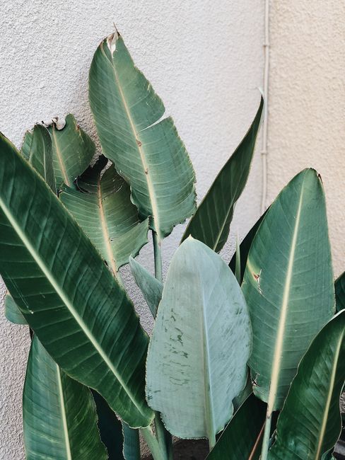 Close-up of vibrant green tropical plant leaves against a textured wall, Kerkira, Greece.